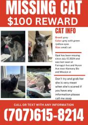 Lost Female Cat last seen Farragut Ave, San Francisco, CA 94112