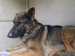 Shelter Stray Male Dog last seen 43RD AVE/VANBUREN, 5501 E Van Buren St, Phoenix, AZ 85008, USA