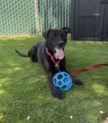 Shelter Stray Female Dog last seen Near BLOCK MANGO AVE, 333 Chandler Pl, San Bernardino, CA 92408, USA