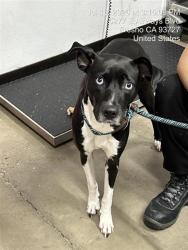 Shelter Stray Female Dog last seen Near BLOCK W CLINTON AVE, FRESNO CA 93705 4203, 5277 E Airways Blvd, Fresno, CA 93727, USA