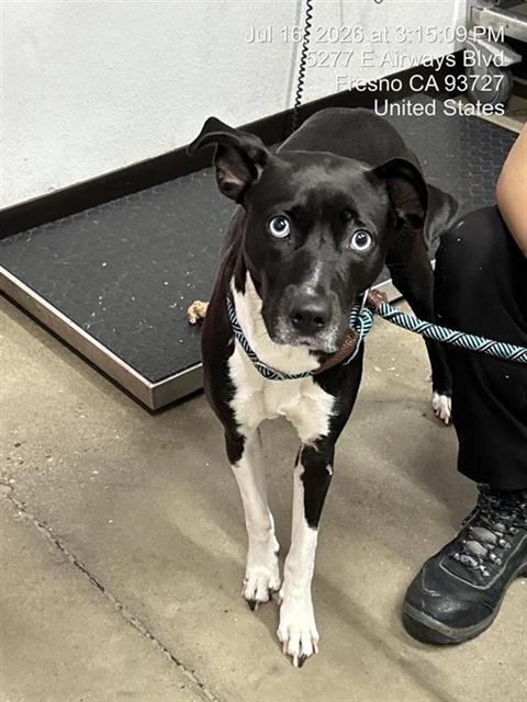 Shelter Stray Female Dog last seen Near BLOCK W CLINTON AVE, FRESNO CA 93705 4203, 5277 E Airways Blvd, Fresno, CA 93727, USA