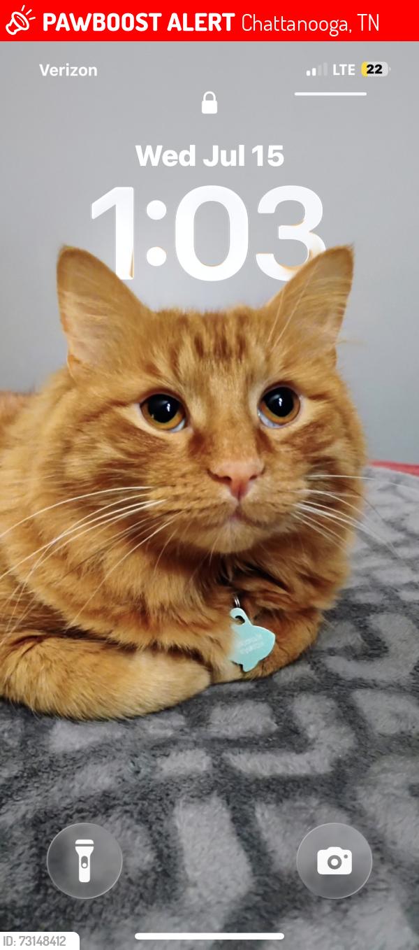 Lost Male Cat last seen Noah Reid rd at end in the townhouses, Chattanooga, TN 37416