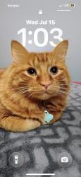 Lost Male Cat last seen Noah Reid rd at end in the townhouses, Chattanooga, TN 37416