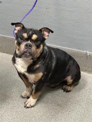 Shelter Stray Male Dog last seen Near BLOCK E CAREY AVE, NORTH LAS VEGAS NV 89030, 655 N Mojave Rd, Las Vegas, NV 89101, USA