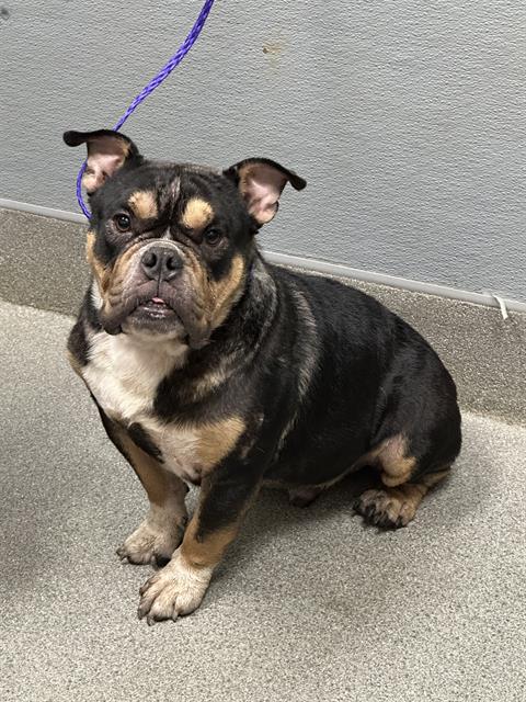 Shelter Stray Male Dog last seen Near BLOCK E CAREY AVE, NORTH LAS VEGAS NV 89030, 655 N Mojave Rd, Las Vegas, NV 89101, USA