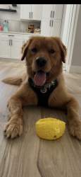 Found/Stray Male Dog last seen 85th and SW162nd st, Palmetto Bay, FL 33157