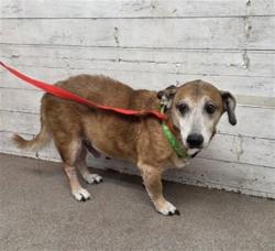 Shelter Stray Male Dog last seen LA CADENA AND F, 333 Chandler Pl, San Bernardino, CA 92408, USA