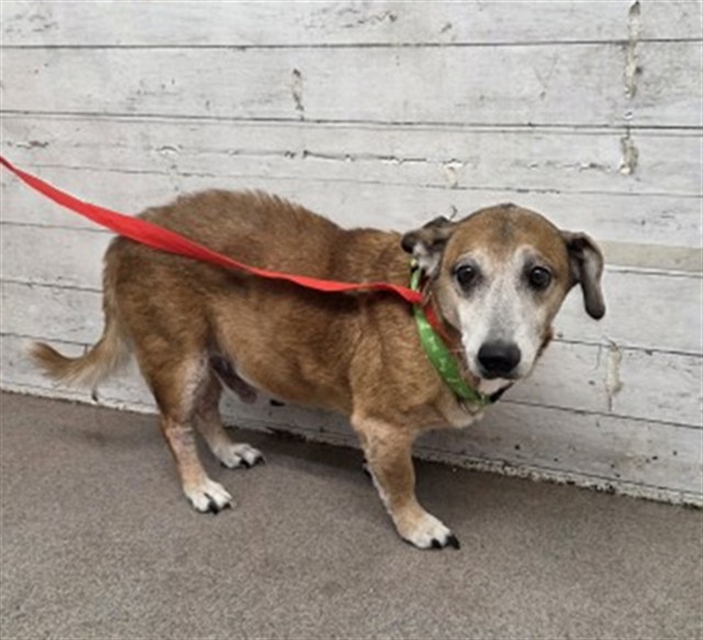 Shelter Stray Male Dog last seen LA CADENA AND F, 333 Chandler Pl, San Bernardino, CA 92408, USA