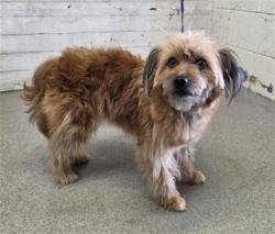 Shelter Stray Female Dog last seen LA CADENA AND F, 333 Chandler Pl, San Bernardino, CA 92408, USA
