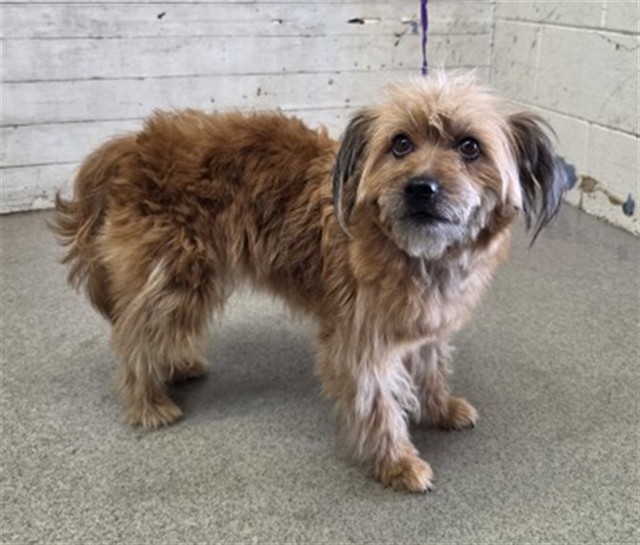 Shelter Stray Female Dog last seen LA CADENA AND F, 333 Chandler Pl, San Bernardino, CA 92408, USA