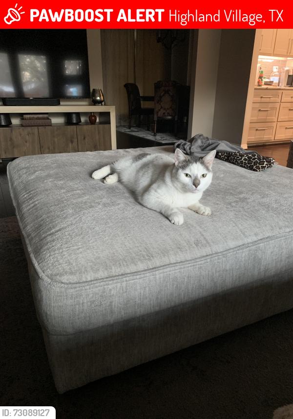 Lost Male Cat last seen Highland Village Rd and Whittier St, Highland Village, TX 75077