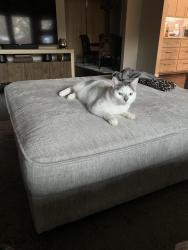 Lost Male Cat last seen Highland Village Rd and Whittier St, Highland Village, TX 75077