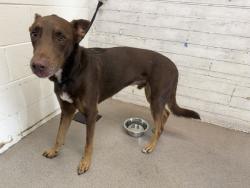 Shelter Stray Male Dog last seen Near BLOCK W 3RD ST, 333 Chandler Pl, San Bernardino, CA 92408, USA
