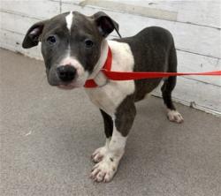 Shelter Stray Female Dog last seen KENDALL DR X UNIVERSITY PKWY, 333 Chandler Pl, San Bernardino, CA 92408, USA