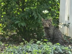 Found/Stray Unknown Cat last seen Near and mclean avenue, Fairfax, VA 22030