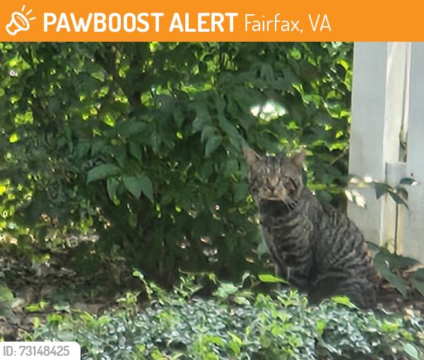 Found/Stray Unknown Cat last seen Near and mclean avenue, Fairfax, VA 22030