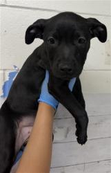 Shelter Stray Female Dog last seen KENDALL DR X UNIVERSITY PKWY, 333 Chandler Pl, San Bernardino, CA 92408, USA