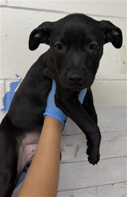 Shelter Stray Female Dog last seen KENDALL DR X UNIVERSITY PKWY, 333 Chandler Pl, San Bernardino, CA 92408, USA
