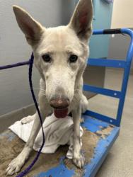 Shelter Stray Female Dog last seen Near BLOCK E TROPICANA AVE, LAS VEGAS NV 89121, 655 N Mojave Rd, Las Vegas, NV 89101, USA