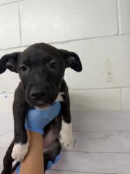Shelter Stray Female Dog last seen KENDALL DR X UNIVERSITY PKWY, 333 Chandler Pl, San Bernardino, CA 92408, USA