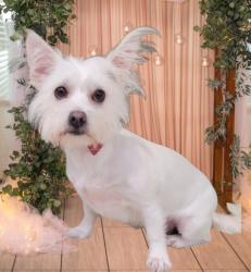 Shelter Stray Female Dog last seen , 3201 Lacy St, Los Angeles, CA 90031, USA
