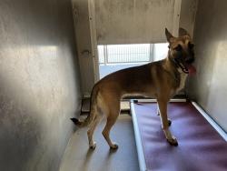 Shelter Stray Female Dog last seen , 5210 W Ave I, Lancaster, CA 93536, USA