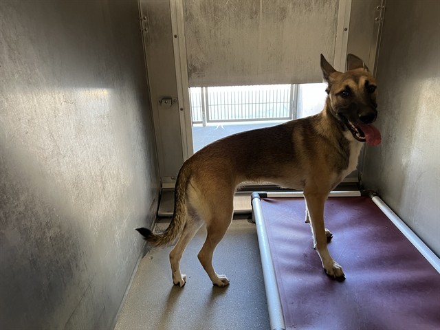 Shelter Stray Female Dog last seen , 5210 W Ave I, Lancaster, CA 93536, USA