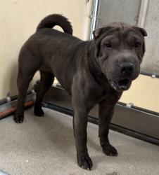 Shelter Stray Female Dog last seen , 5210 W Ave I, Lancaster, CA 93536, USA
