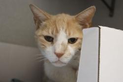 Shelter Stray Male Cat last seen , 4000 N Silverbell Rd, Tucson, AZ 85745, USA