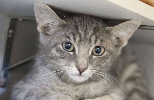 Shelter Stray Male Cat last seen , 4000 N Silverbell Rd, Tucson, AZ 85745, USA