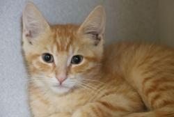 Shelter Stray Male Cat last seen , 4000 N Silverbell Rd, Tucson, AZ 85745, USA
