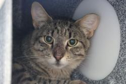 Shelter Stray Male Cat last seen , 4000 N Silverbell Rd, Tucson, AZ 85745, USA