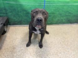 Shelter Stray Male Dog last seen Near BLOCK SW 161 ST, 3599 NW 79th Ave, Doral, FL 33122, USA