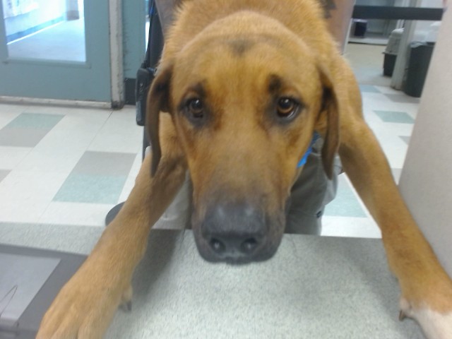 Shelter Stray Male Dog last seen ABONDED AT 2811 SE 29TH ST, 2811 SE 29th St, Oklahoma City, OK 73129, USA