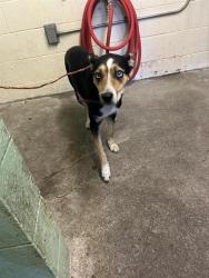 Shelter Stray Male Dog last seen WINTERS ST & ROSEVILLE RD, 2127 Front St, Sacramento, CA 95818, USA