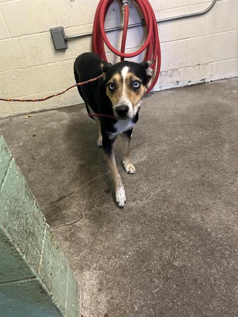 Shelter Stray Male Dog last seen WINTERS ST & ROSEVILLE RD, 2127 Front St, Sacramento, CA 95818, USA