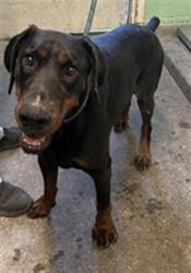 Shelter Stray Male Dog last seen DEL PASO BLVD & NORTHGATE BLVD, 2127 Front St, Sacramento, CA 95818, USA