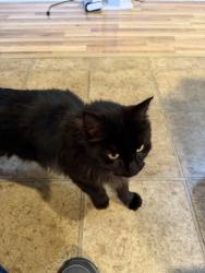 Lost Female Cat last seen Main Street, Cottage Grove, OR 97424
