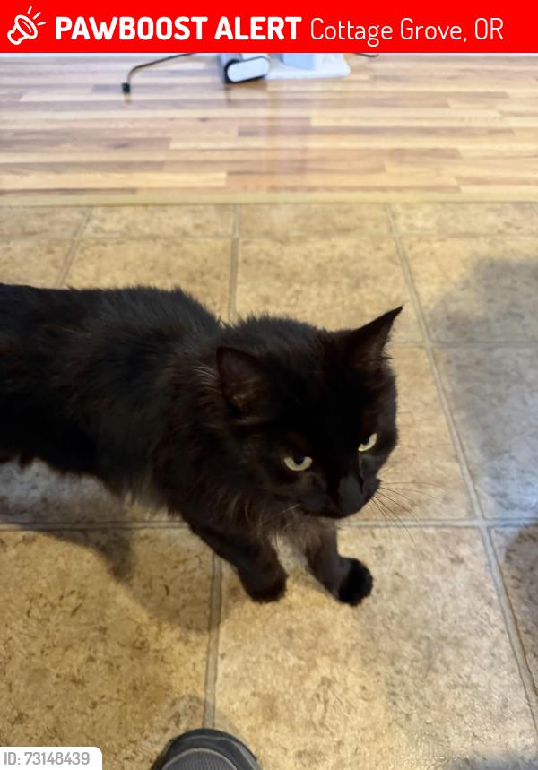 Lost Female Cat last seen Main Street, Cottage Grove, OR 97424
