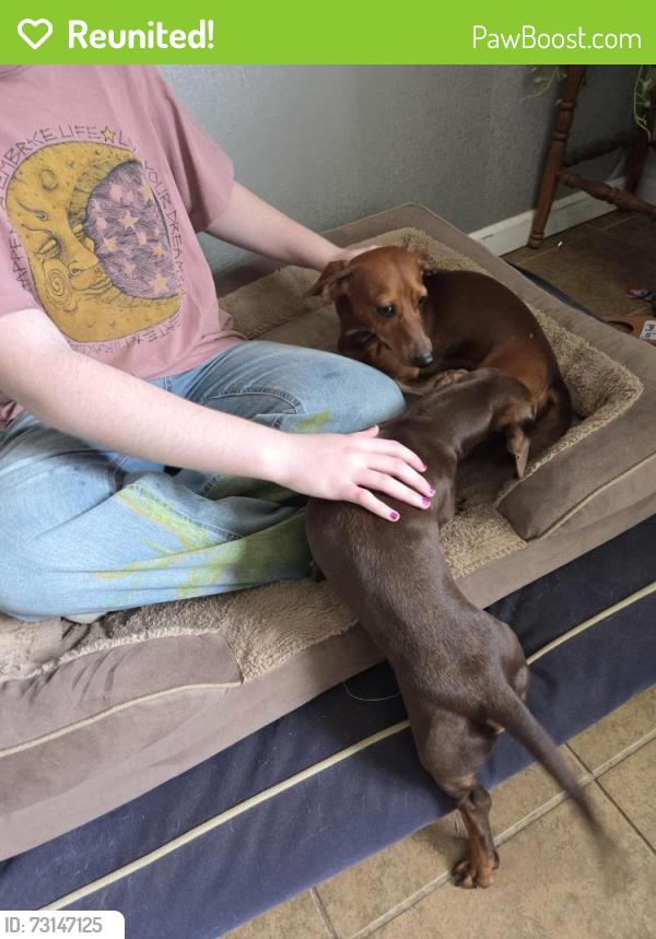 Reunited Male Dog last seen In cul de sac of westover ct, Arlington, TX 76015