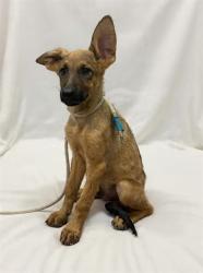 Shelter Stray Male Dog last seen , 38550 Sierra Hwy, Palmdale, CA 93550, USA