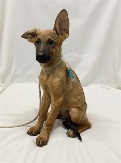 Shelter Stray Male Dog last seen , 38550 Sierra Hwy, Palmdale, CA 93550, USA