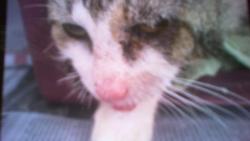 Shelter Stray Male Cat last seen CHARLOTTE, 8315 Byrum Dr, Charlotte, NC 28217, USA
