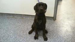 Shelter Stray Female Dog last seen CHARLOTTE, 8315 Byrum Dr, Charlotte, NC 28217, USA