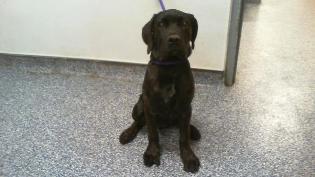 Shelter Stray Female Dog last seen CHARLOTTE, 8315 Byrum Dr, Charlotte, NC 28217, USA