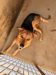 Shelter Stray Male Dog last seen J ST AND BROADWAY, 130 Beyer Way, Chula Vista, CA 91911, USA