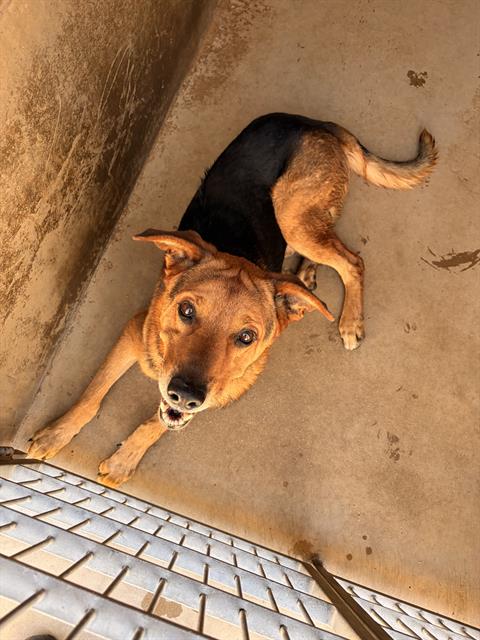 Shelter Stray Male Dog last seen J ST AND BROADWAY, 130 Beyer Way, Chula Vista, CA 91911, USA