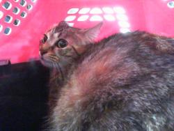Shelter Stray Female Cat last seen CHARLOTTE, 8315 Byrum Dr, Charlotte, NC 28217, USA