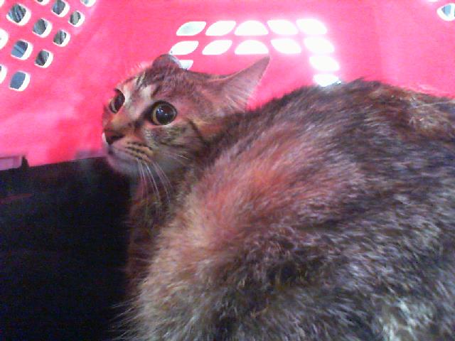 Shelter Stray Female Cat last seen CHARLOTTE, 8315 Byrum Dr, Charlotte, NC 28217, USA