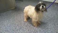 Shelter Stray Female Dog last seen CHARLOTTE, 8315 Byrum Dr, Charlotte, NC 28217, USA